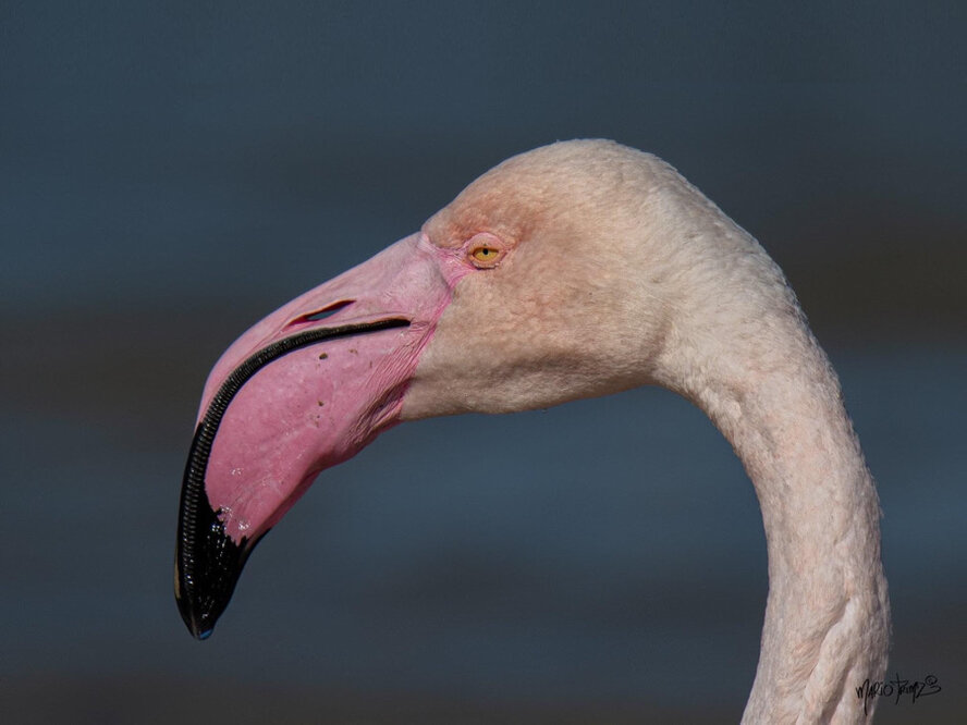 Фламинго хотят размножаться на Кипре, но пока не могут