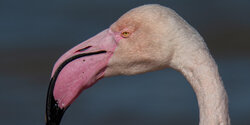 Фламинго хотят размножаться на Кипре, но пока не могут