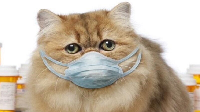 Котиков в ленту: согласно исследованиям в Ухане, SARS-CoV-2 подхватили около 15% кошек