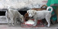 Партия зоозащитников Кипра просит корм для бродячих животных
