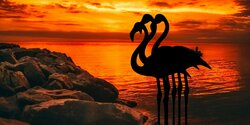 На озеро Алики в Ларнаке прилетел черный фламинго