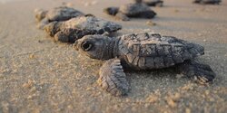 На Кипре стартовал сезон гнездования морских черепах