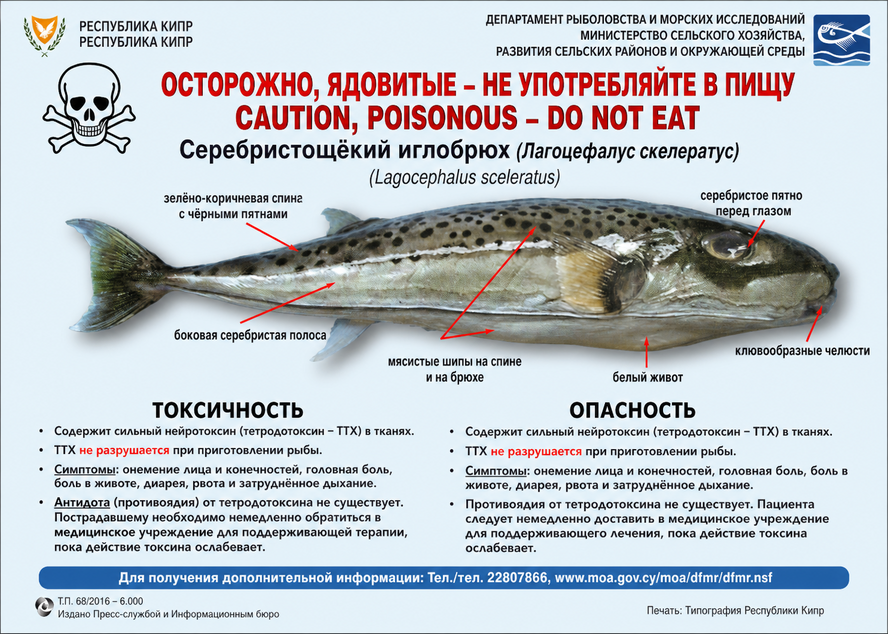 Токсичную рыба достигла пляжей Кипра!