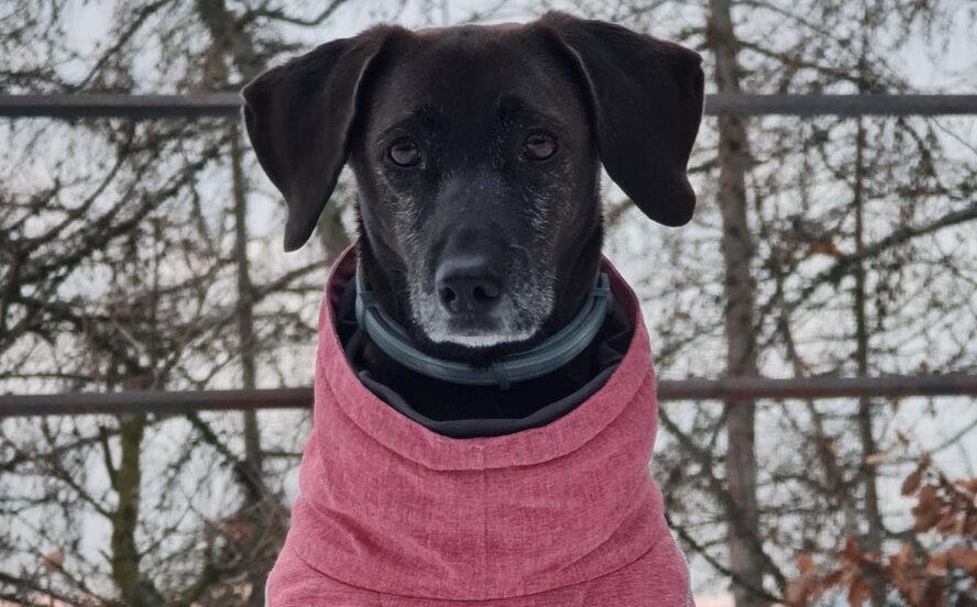 Бродячая собака с Кипра стала настоящим тревел-героем