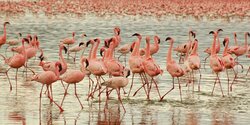 На озеро в Паралимни прилетели фламинго