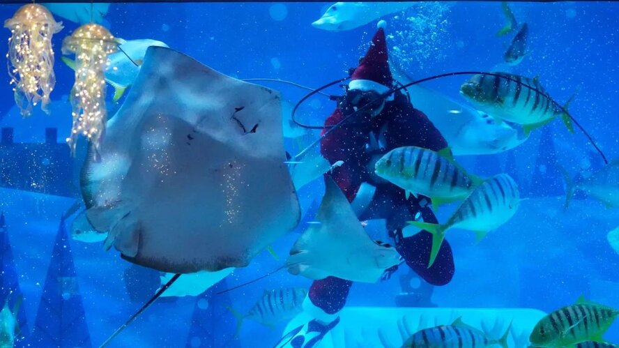 В Протарасе дайверы в костюмах Санта Клаусов украсили елку в море