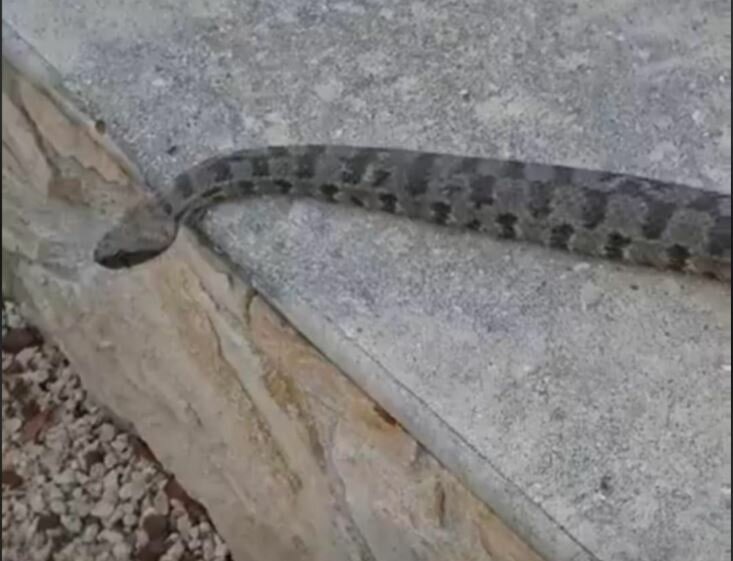 В Лимассоле поймали крупную гадюку во дворе дома