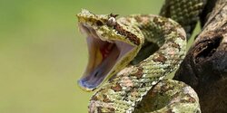 На Кипре подростка укусила ядовитая змея
