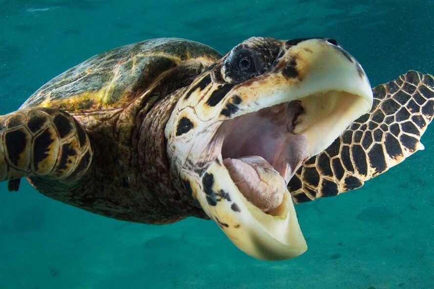 Черепаха-мизантроп продолжает террор пляжей Пафоса
