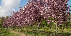 Не пропустите Фестиваль цветения сакуры на Кипре