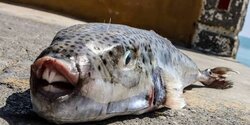 За 2 года на Кипре выловили 145 тонн ядовитой рыбы
