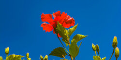 Красочные цветущие кипрские гибискусы 