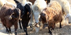 Большая часть населения Кипра задействована в сельском хозяйстве