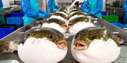 С Кипра вывезли больше 100 тонн ядовитой рыбы
