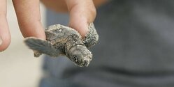Бар в Пафосе угрожает будущему морских черепах