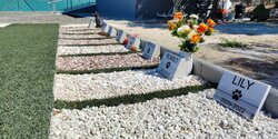 Кладбищу домашних животных на Кипре исполнилось два года!