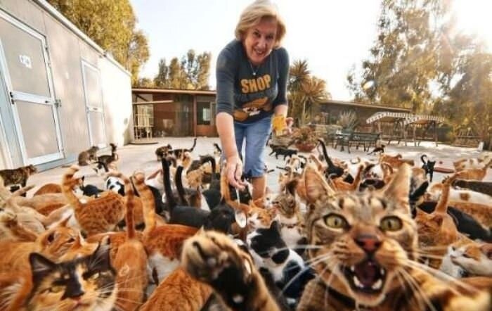 На Кипре проживает более миллиона бездомных кошек