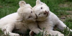 Зоопарк Пафоса объявил конкурс на лучшие имена для львят