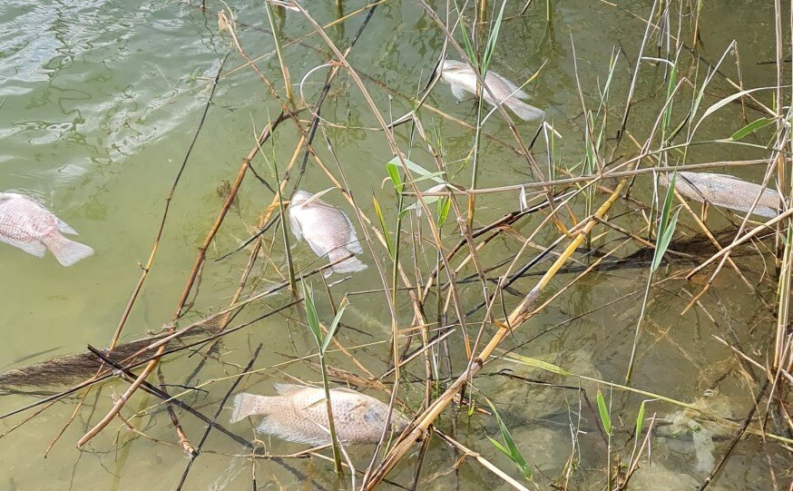 В водохранилище Ахны обнаружены десятки мертвых рыб