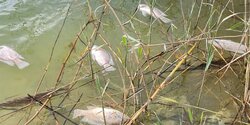 В водохранилище Ахны обнаружены десятки мертвых рыб