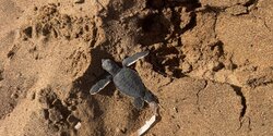 На пляже Лара-Бич на Акамасе появились первые черепашки в 2025 году