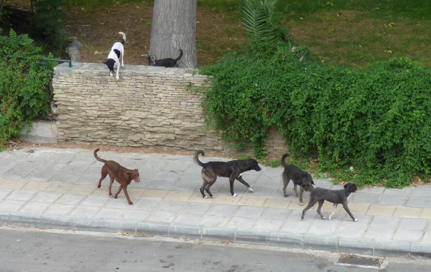 Стая диких собак загрызла кошек в Никосии