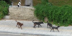 Стая диких собак загрызла кошек в Никосии