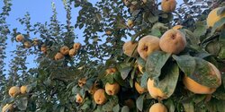 На Кипре начался сезон самого душистого фрукта — айвы