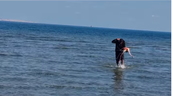 В Ларнаке из моря вытащили фламинго В Ларнаке из моря вытащили фламинго