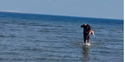 В Ларнаке из моря вытащили фламинго