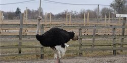 С фермы в Ларнаке сбежал страус