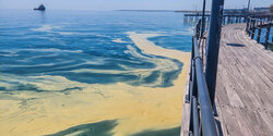 Эксперты определили состав желтых пятен в море на Кипре