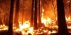 Леса вокруг Лимассола объяты пламенем (фото, видео)