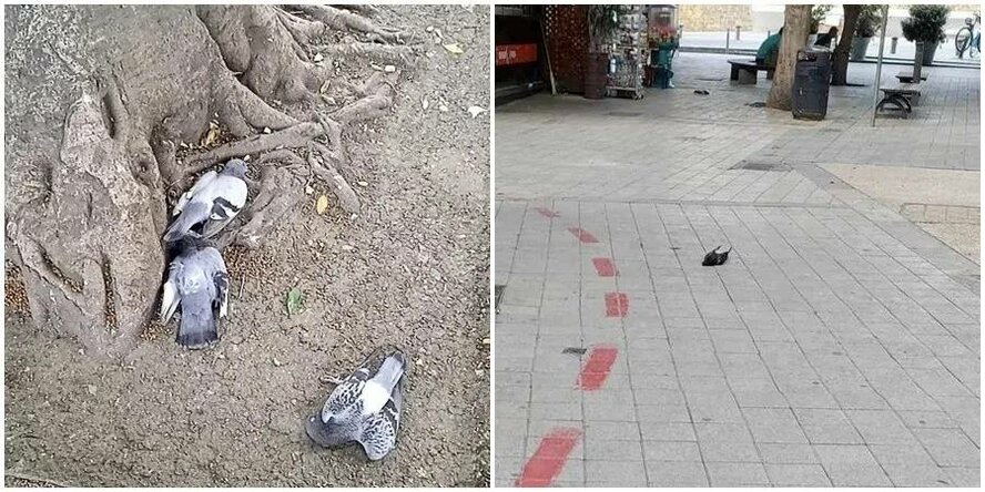В Никосии обнаружены десятки мертвых голубей, отравленных ядовитыми семенами