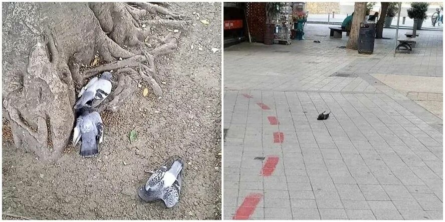 В Никосии обнаружены десятки мертвых голубей, отравленных ядовитыми семенами В Никосии обнаружены десятки мертвых голубей, отравленных ядовитыми семенами