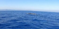 У берегов Кипра замечен кит