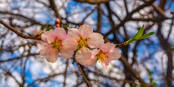 Цветение миндаля на Кипре — признак наступающей весны! 