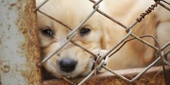Активисты Кипра выступили против эвтаназии бездомных собак