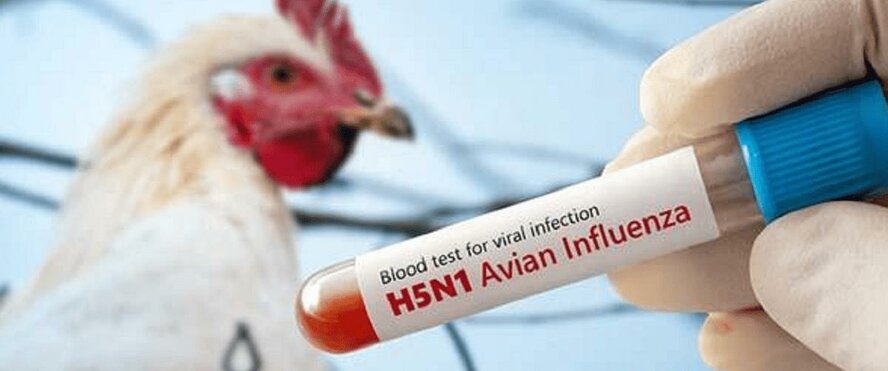 Кипр усилил меры биобезопасности из-за вспышки птичьего гриппа в Европе Кипр усилил меры биобезопасности из-за вспышки птичьего гриппа в Европе