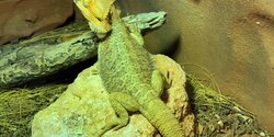 Парк рептилий и амфибий в Нео Хорио