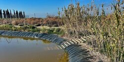 В водохранилищах Кипра установят спасательные пандусы для животных