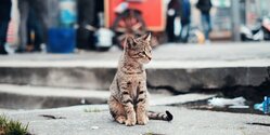 Happy Cats' Island: Мобильное приложение для заботы о бездомных котиках