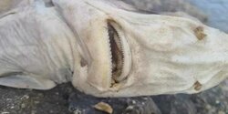 На берегу Акротири в Лимассоле была обнаружена ﻿акула