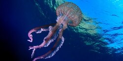 Ядовитые медузы добрались до Протараса