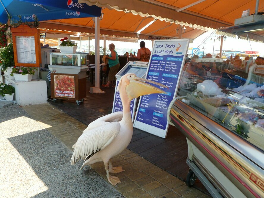 Знаменитый пеликан Кокос из Пафоса отправлен на карантин
