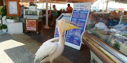 Знаменитый пеликан Кокос из Пафоса отправлен на карантин