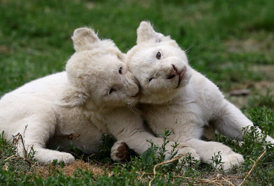 В зоопарке Пафоса появились на свет два редких белых львенка