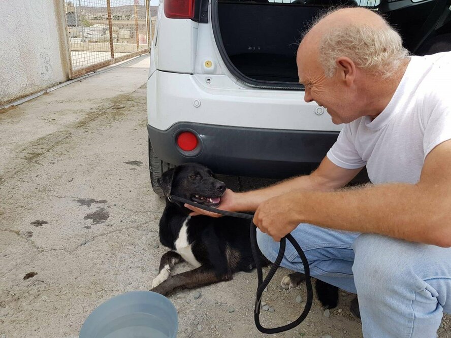 60-летний житель деревни Ахна проведет 5 суток в клетке для собак