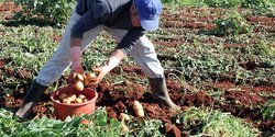 На Кипре снова выросли цены на картофель
