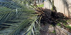 В Паралимни в ресторане на туристку упала пальма